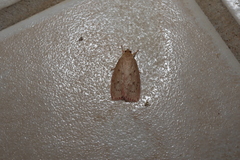 Prionocris protoxantha