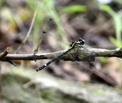 Heliogomphus promelas