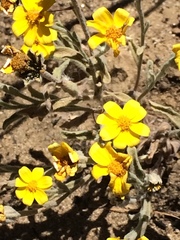 Eriophyllum wallacei