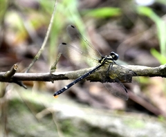 Heliogomphus promelas
