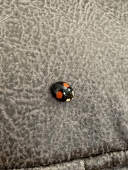 Chilocorus renipustulatus