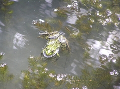 Pelophylax