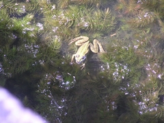 Pelophylax