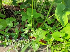 Typhonium trilobatum