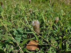 Uraria lagopodioides