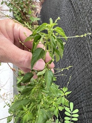 Speranskia cantonensis
