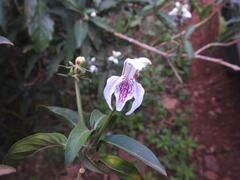 Justicia adhatodoides