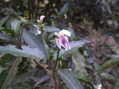 Justicia adhatodoides