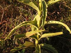 Kalanchoe brachyloba
