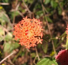 Kleinia fulgens