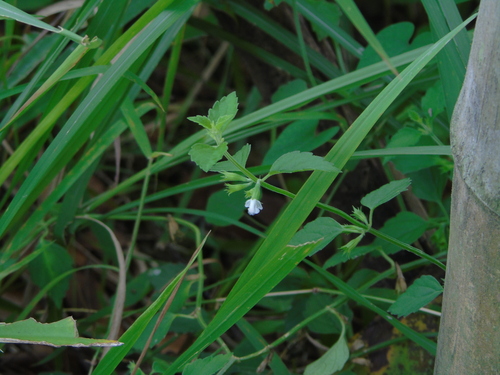 Leucas decemdentata observed 2022-06-12