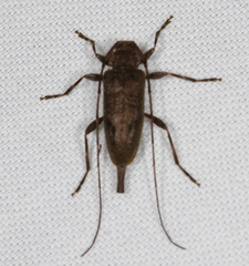 Eutrichillus biguttatus