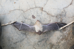 Scotophilus leucogaster