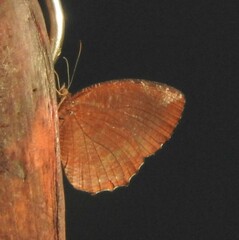 Elymnias hypermnestra