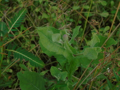 Sphaeranthus indicus