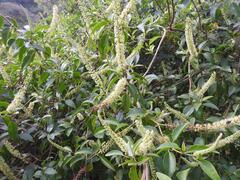 Phytolacca dodecandra