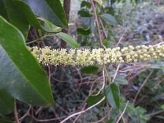 Phytolacca dodecandra