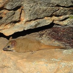 Woolley's False Antechinus photo 4