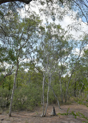 Melaleuca citrolens