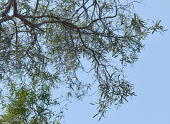 Melaleuca citrolens