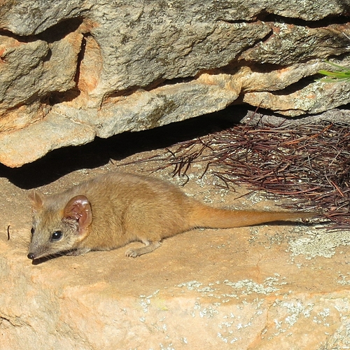 Woolley's False Antechinus (Pseudantechinus woolleyae) — Least Concern Mammalia