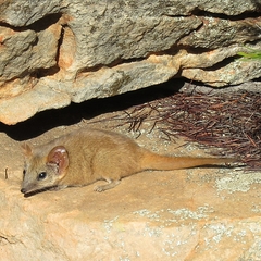 Woolley's False Antechinus photo 1