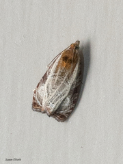 Olethreutes quadrifidum