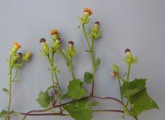 Senecio helminthioides