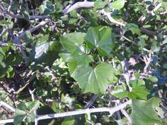 Senecio helminthioides