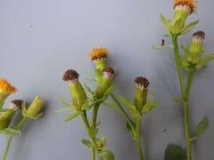 Senecio helminthioides