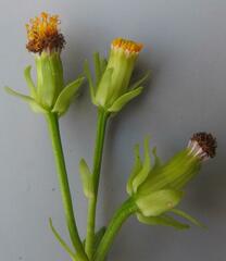 Senecio helminthioides