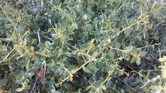 Ceanothus leucodermis