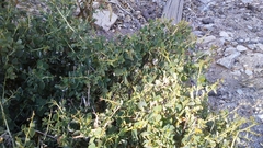 Ceanothus leucodermis