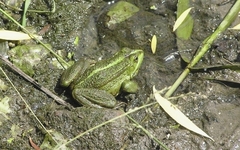 Pelophylax ridibundus