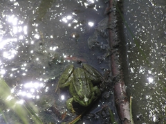 Pelophylax ridibundus