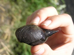 Lymnaea stagnalis