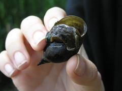 Lymnaea stagnalis