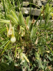 Onosma pseudoarenaria