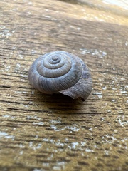 Trochulus striolatus