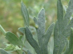 Phyllocoptes tenuirostris