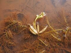 Utricularia inflexa