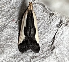 Dichomeris inserrata