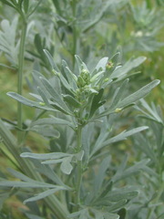 Phyllocoptes tenuirostris