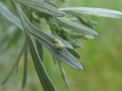 Phyllocoptes tenuirostris