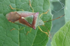 Acanthosoma haemorrhoidale