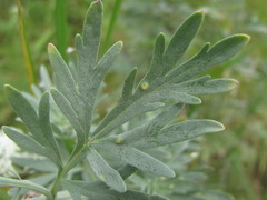 Phyllocoptes tenuirostris