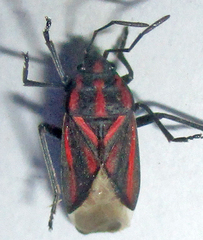 Spilostethus trilineatus