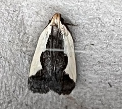 Dichomeris inserrata