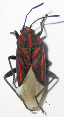 Spilostethus trilineatus