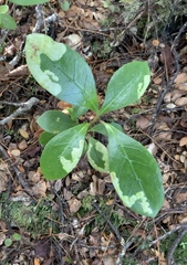 Corythoxestis zorionella